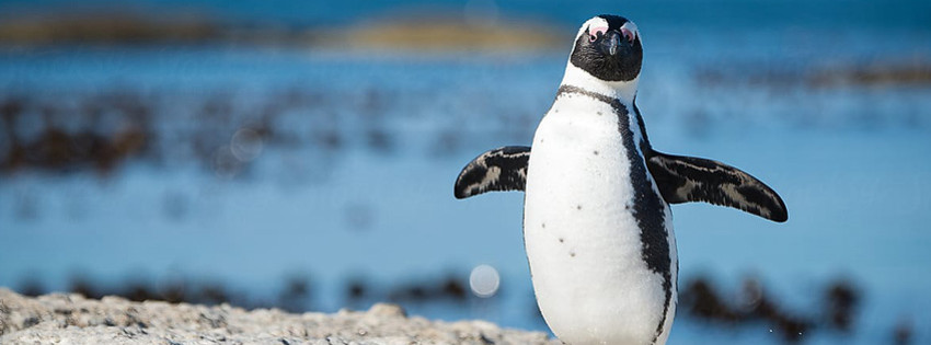 boulders-penguen.jpg