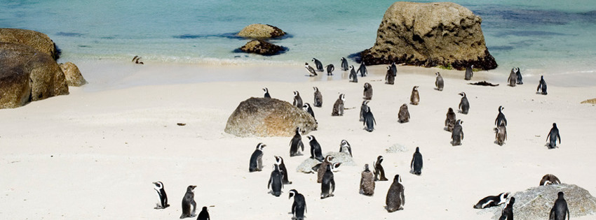 boulders-penguenler.jpg