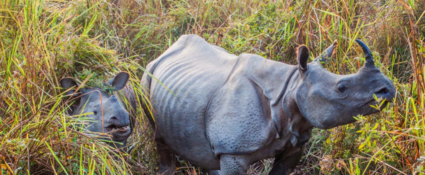 rhino.jpg
