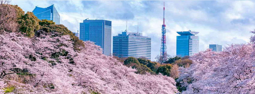 tokyo-agac.jpg