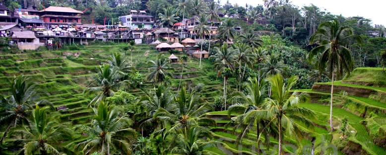 Pirinç Tarlaları - Bali