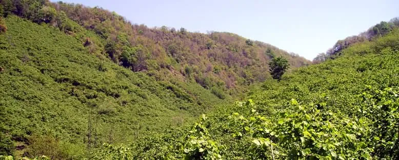 Fındık Tarlaları - Giresun