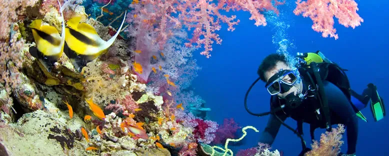 Mercan Resiflerine Dalış - Sharm El Sheikh