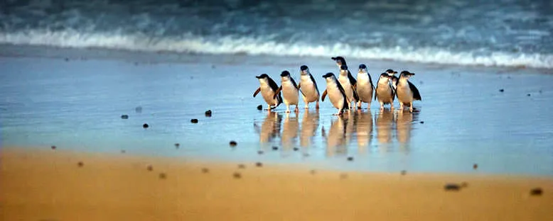 Phillip Adası Penguenleri - Melbourne