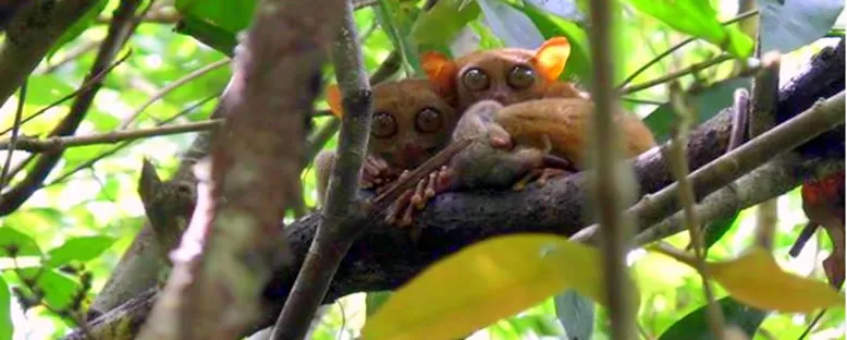 Tarsier Ailesi - Bohol