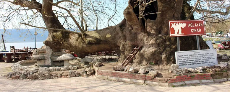 Ağlayan Çınar - Gölyazı
