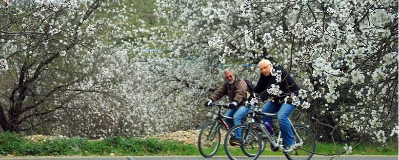Badem Ağaçları - Datça