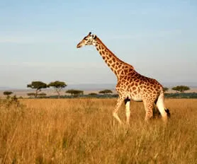 Afrika Turu