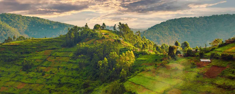 Bwindi Milli Parkı - Uganda