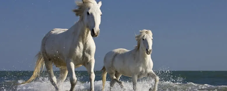 Camargue Atları - Camargue
