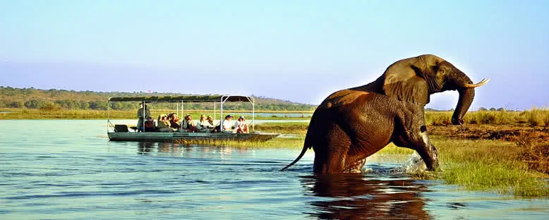 Chobe Ulusal Parkı - Botswana