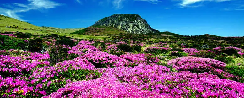 Doğa Manzarası - Jeju Adası