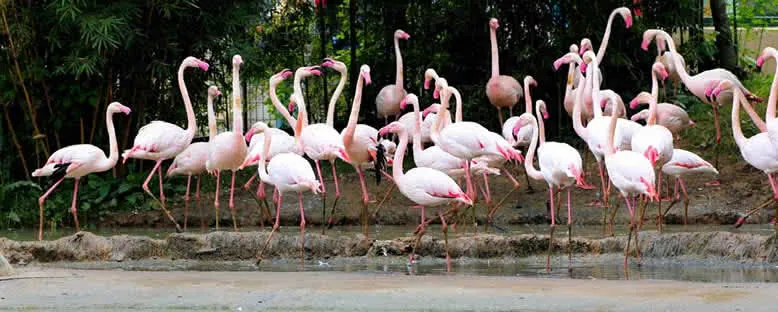 Flamingolar - Darıca Faruk Yalçın Hayvanat Bahçesi