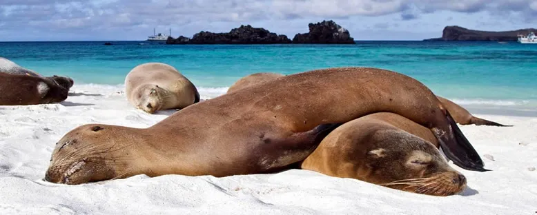 Foklar - Galapagos
