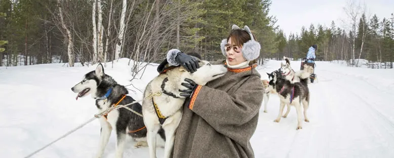 Husky Çiftliği - Murmansk