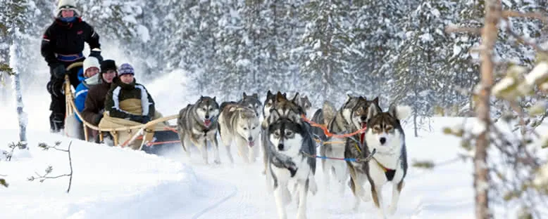 Husky Kızakları - Rovaniemi