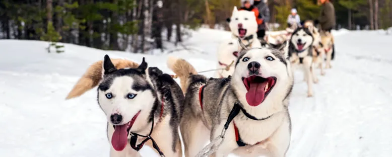 Husky'ler - Murmansk