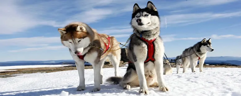 Huskyler - Rovaniemi
