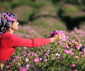 Isparta Gül Hasadı Turları