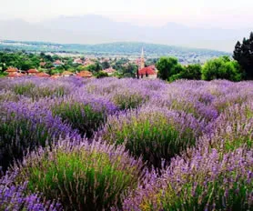 Isparta Lavanta Tarlaları & Salda Gölü Turu