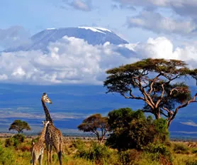 Kenya Tanzanya Turları