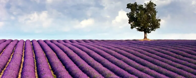 Lavanta Tarlası - Aix en Provence