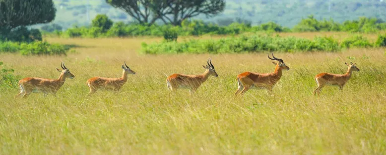 Milli Parkta Safari - Uganda