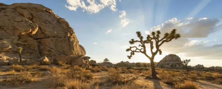 Mojave Çölü - California