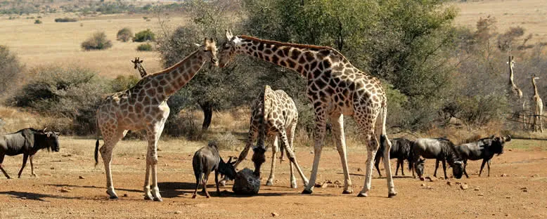 Park Sakinleri - Pilanesberg Ulusal Parkı