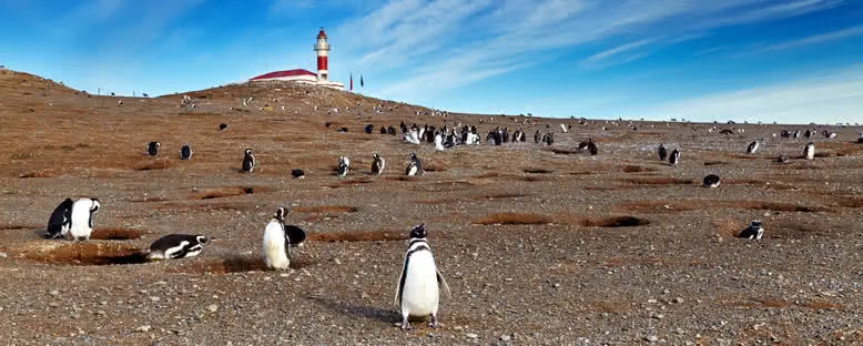Penguenler ve Deniz Feneri - Magdalena Adası