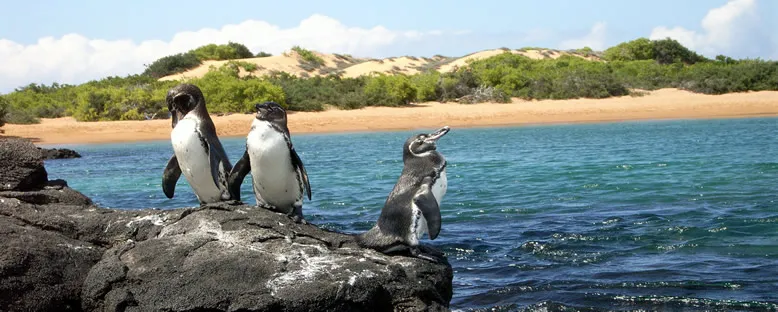 Penguenler - Galapagos