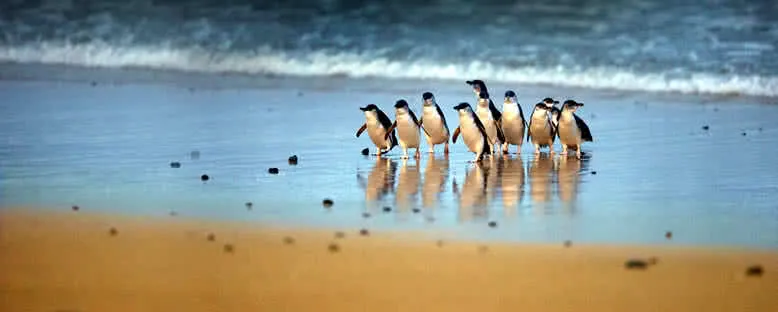 Phillip Adası Penguenleri - Melbourne