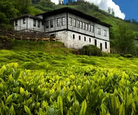 Karadeniz Yaylalar ve Batum Turları