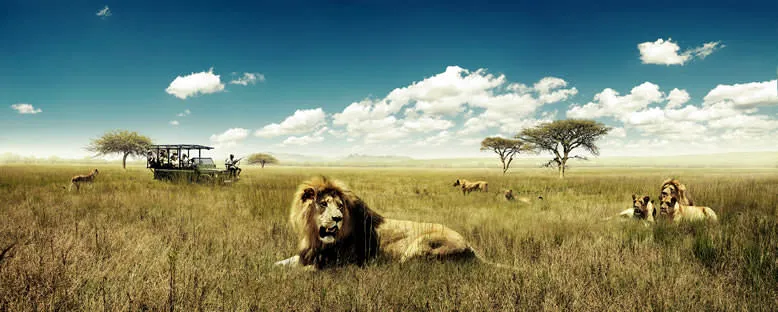 Safari Keyfi - Güney Afrika