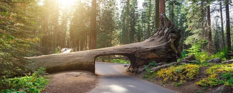 Sequoia Ulusal Parkı - California 