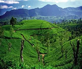 Sri Lanka Turları (Vizesiz)