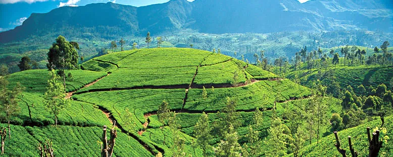 Çay Tarlaları - Kandy