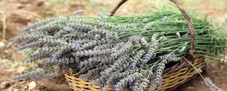 Taze Lavanta - Isparta