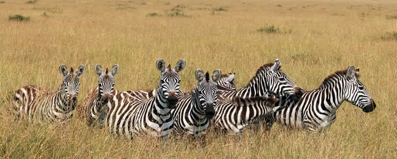 Zebralar - Maasai Mara