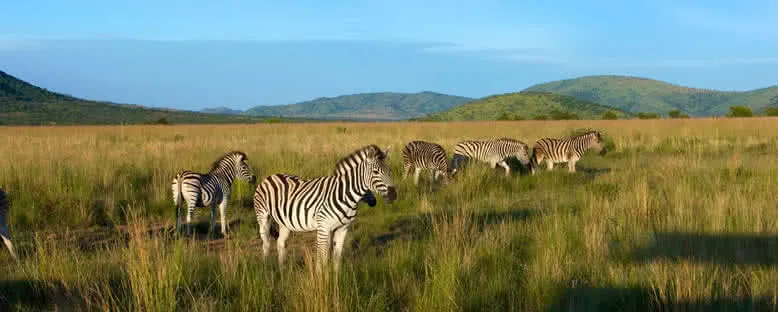 Zebralar - Pilanesberg
